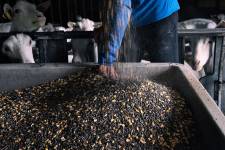 MARIA JULIA MARCHINI - MARIA MARCHINI